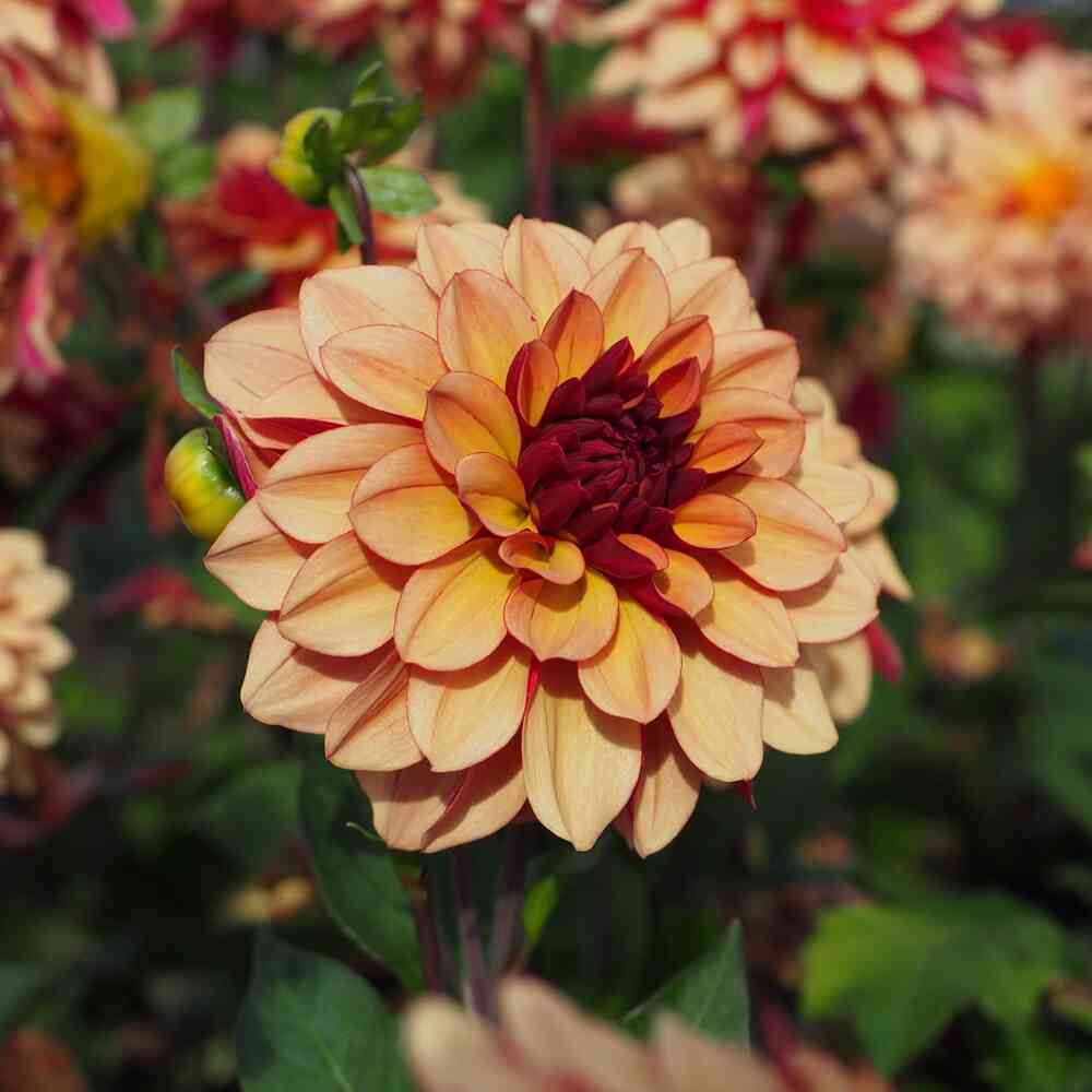 Dekorativdahlia 'Creme de Cognac'