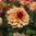 Dekorativdahlia 'Creme de Cognac'