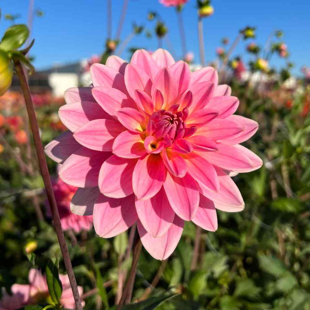Näckrosdahlia 'Gerrie Hoek'