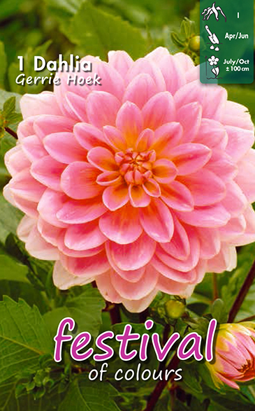 Näckrosdahlia 'Gerrie Hoek'