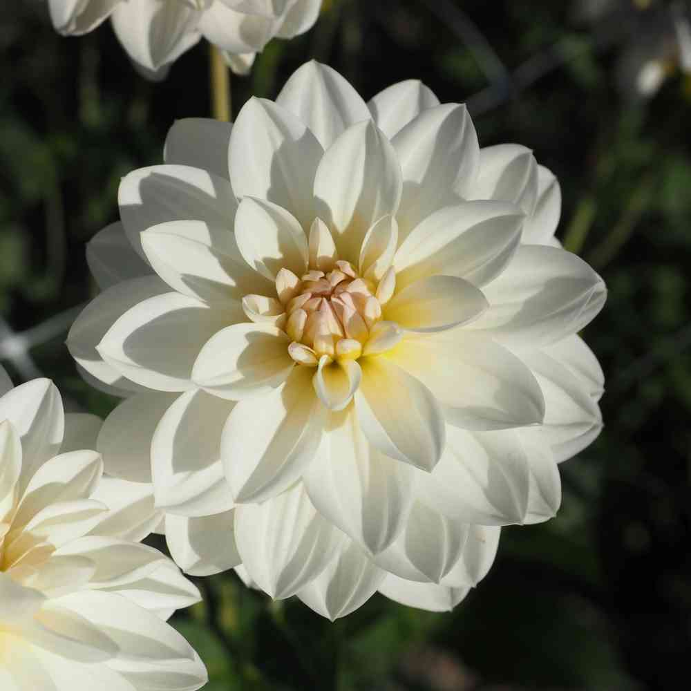 Näckrosdahlia 'White Onesta'