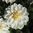 Näckrosdahlia 'White Onesta'