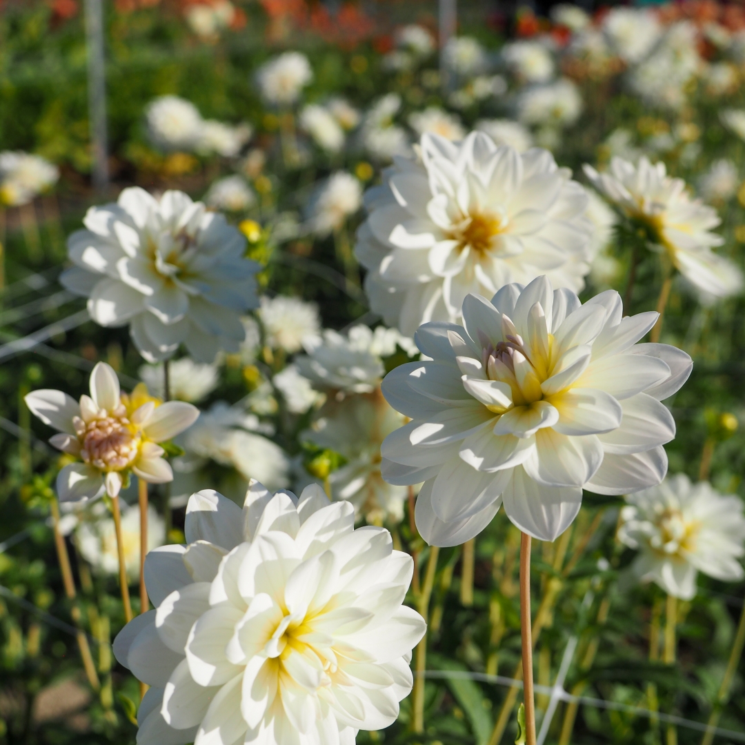 Näckrosdahlia 'White Onesta'