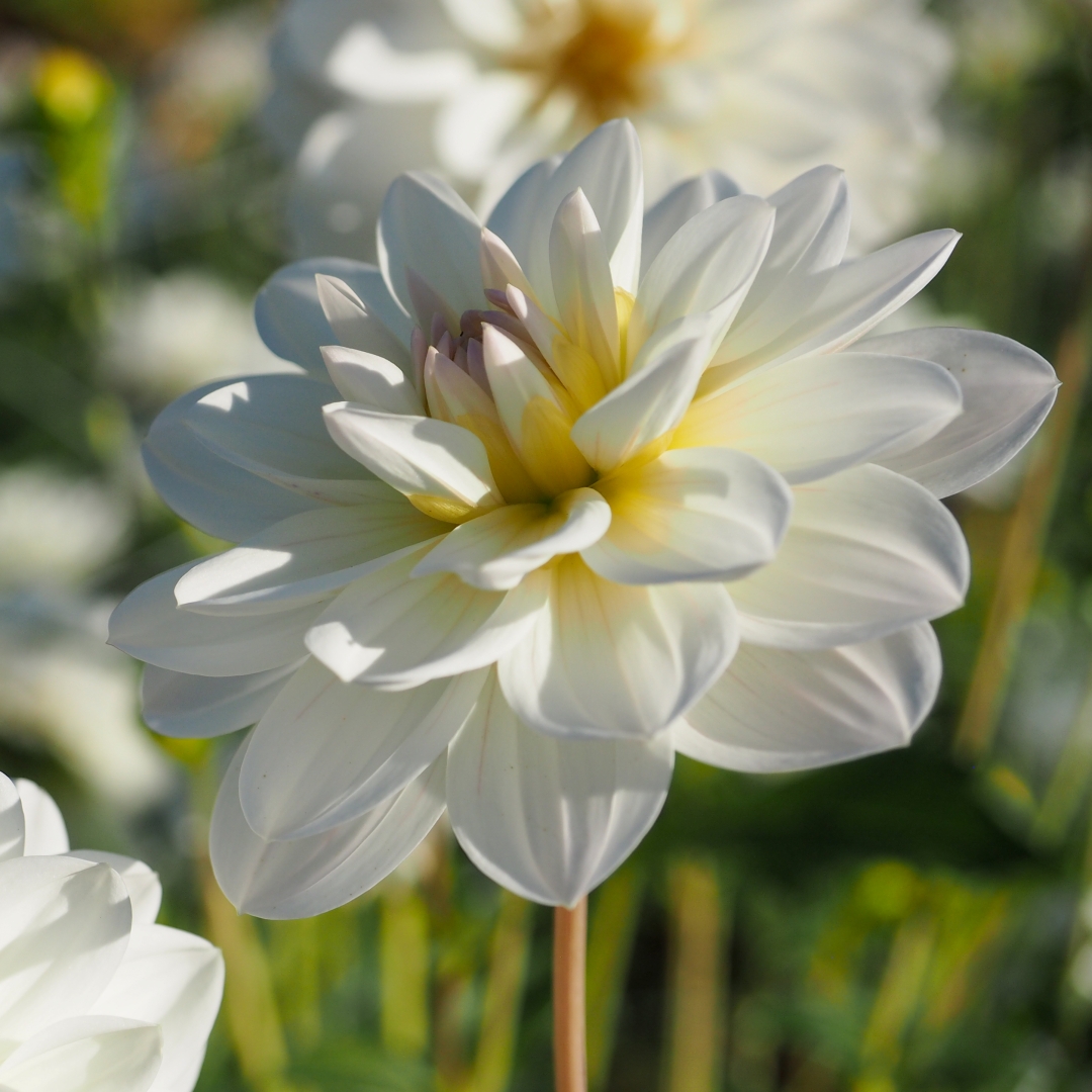 Näckrosdahlia 'White Onesta'