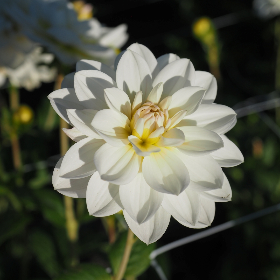 Näckrosdahlia 'White Onesta'