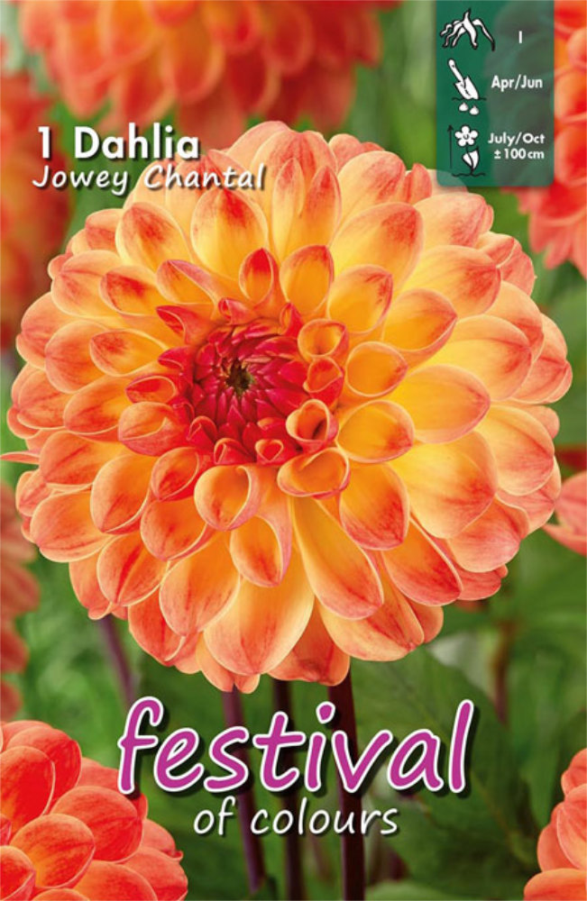 Pallodaalia 'Jowey Chantal'