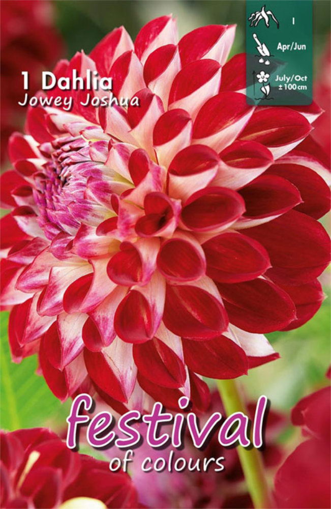 Pallodaalia 'Jowey Joshua'