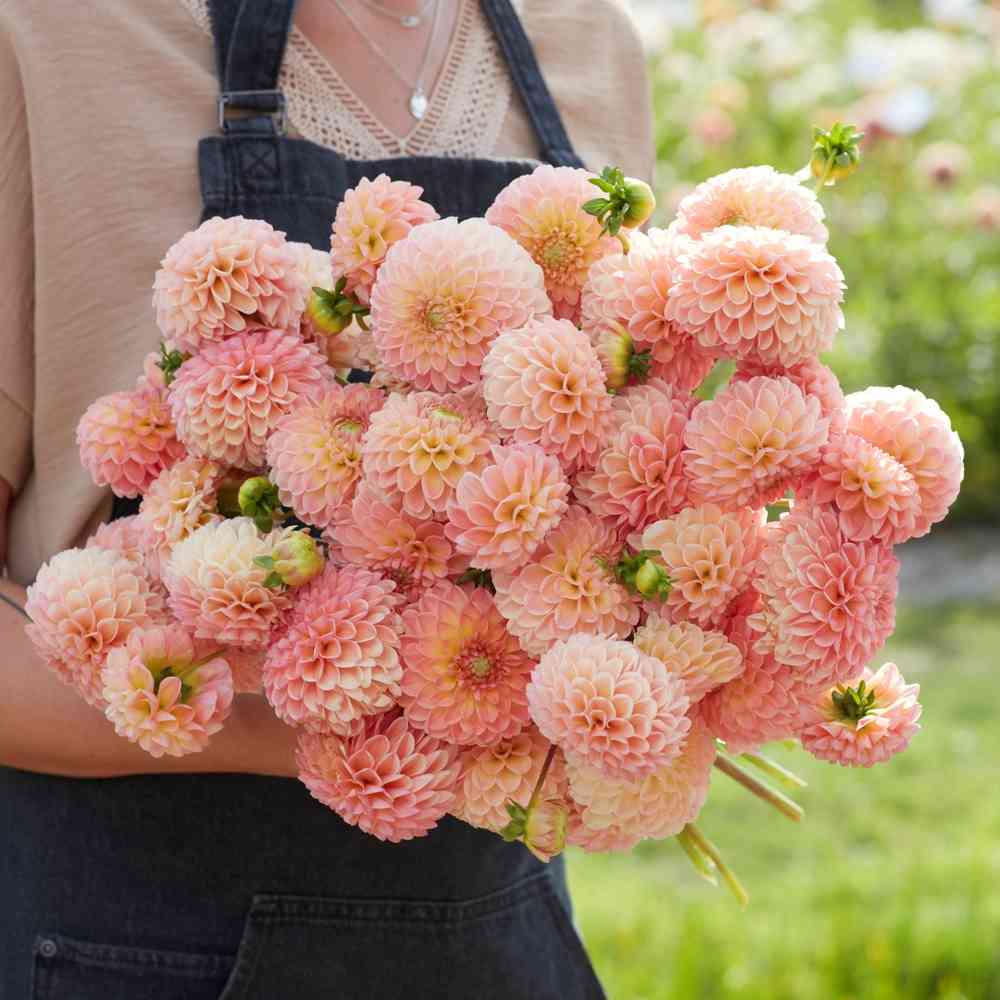 Bolldahlia 'L.A.T.E'