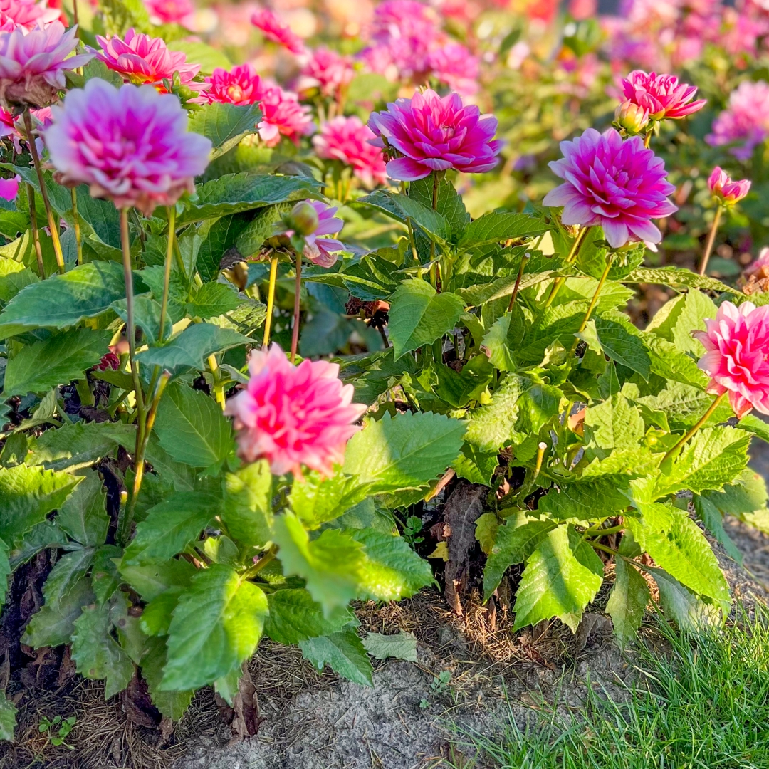 Dekorativdahlia 'Bluesette'