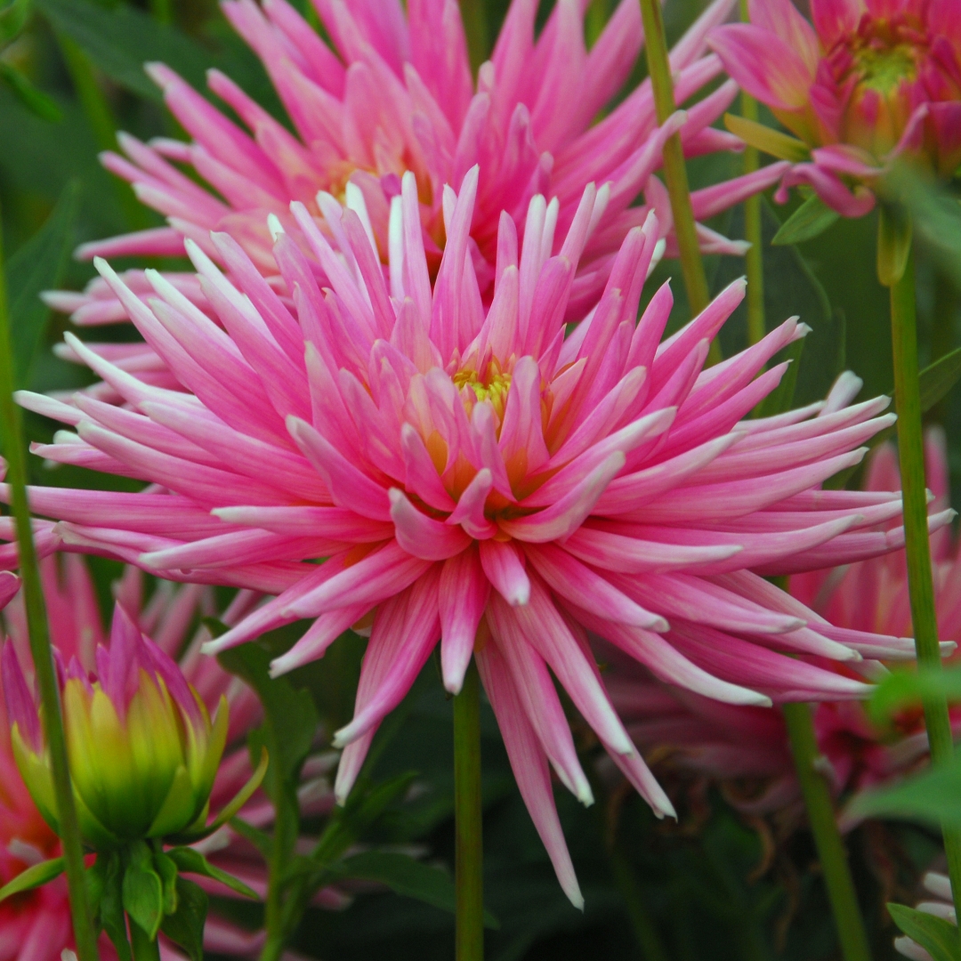 Kaktusdahlia 'Park Princess'