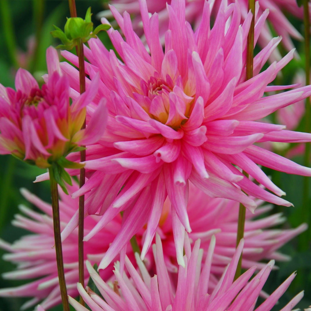 Kaktusdahlia 'Park Princess'
