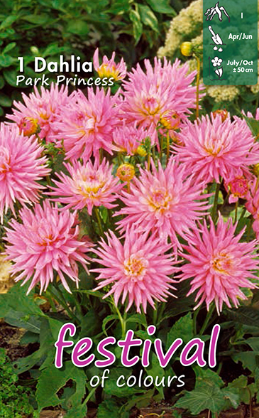 Kaktusdahlia 'Park Princess'