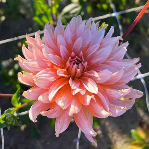 Kaktusdahlia 'Okapi's Sunset'