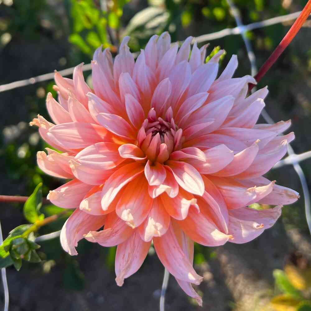 Kaktusdahlia 'Okapi's Sunset'