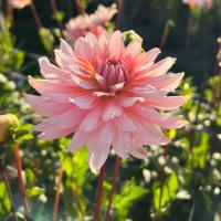 Kaktusdahlia 'Okapi's Sunset'