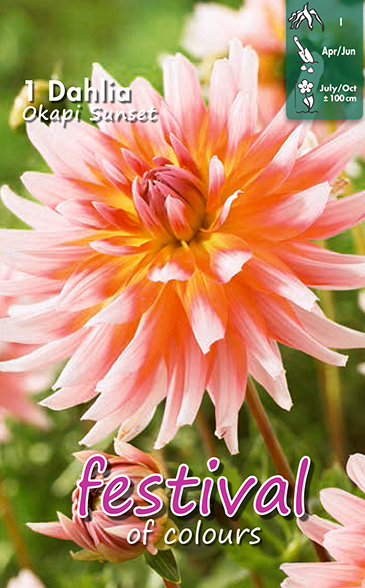 Kaktusdahlia 'Okapi's Sunset'