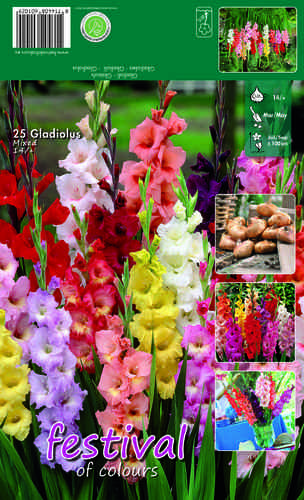 Gladiolus lajitelma 25 kpl