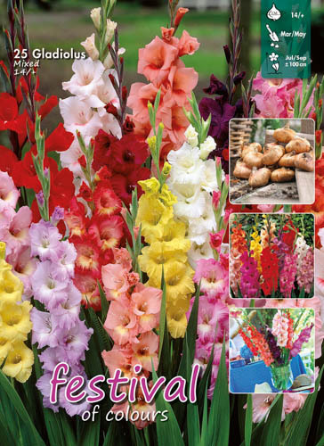 Gladiol mix 25 st