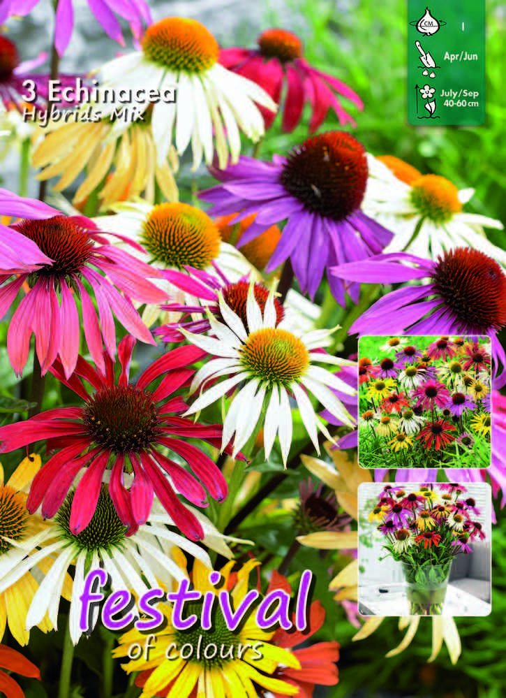 Röd solhatt 'Butterfly mix'