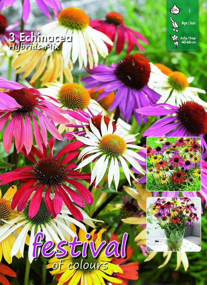 Röd solhatt 'Butterfly mix'