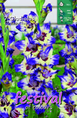 Gladiol 'Circus Club'