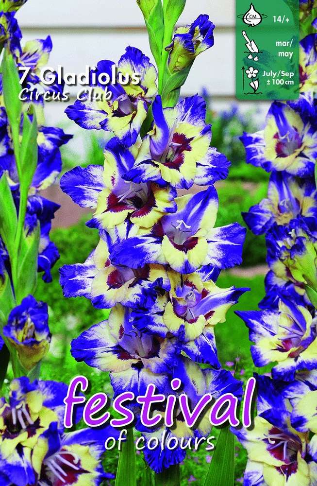 Gladiol 'Circus Club'