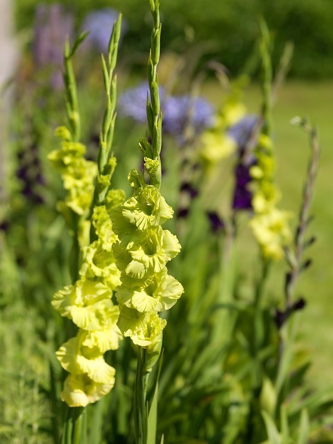 Gladiol 'Green Star'