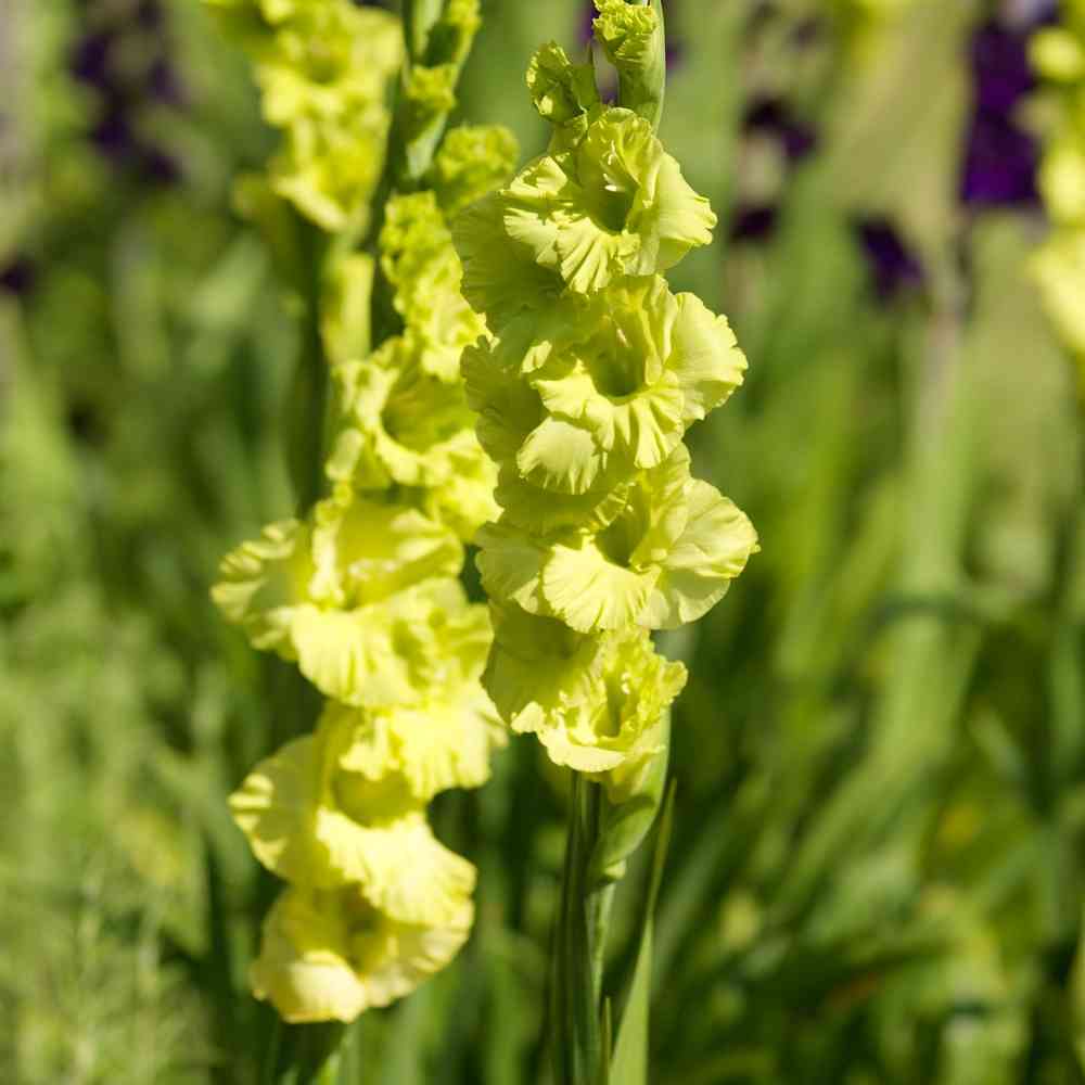 Gladiol 'Green Star'