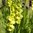 Gladiolus 'Green Star'