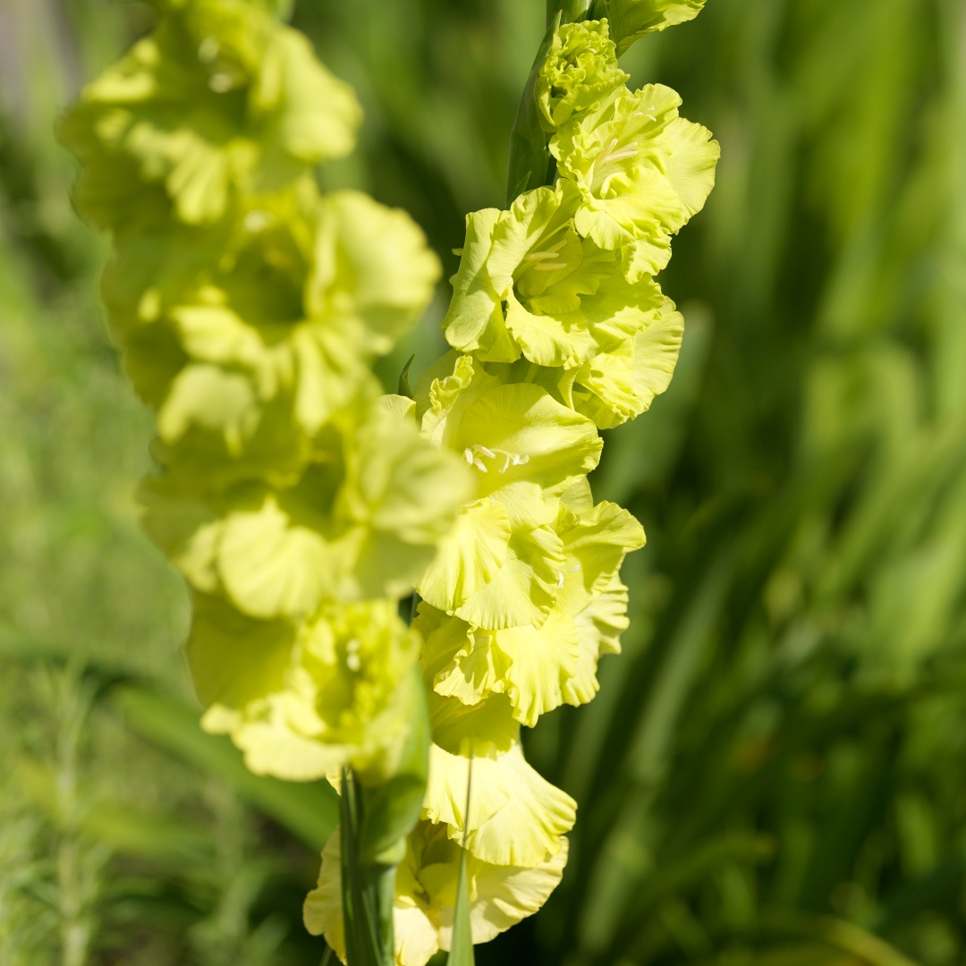 Gladiol 'Green Star'