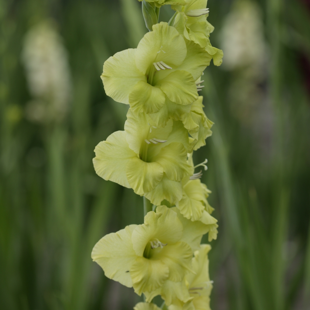 Gladiol 'Green Star'