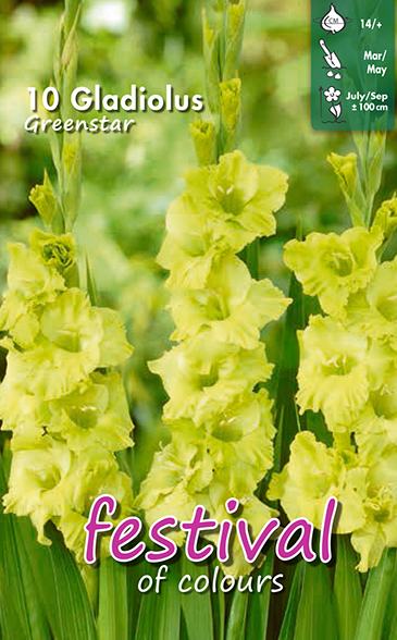 Gladiol 'Green Star'