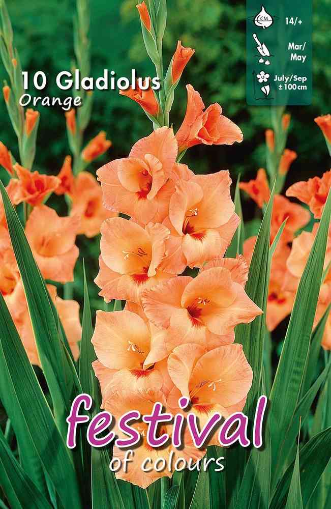 Gladiol orange
