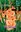 Gladiol orange
