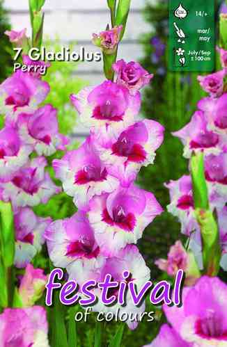 Gladiolus 'Perry'