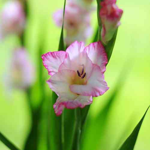 Gladiol 'Priscilla'