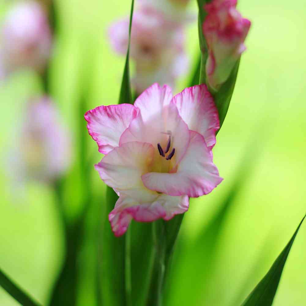 Gladiol 'Priscilla'