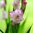 Gladiol 'Priscilla'