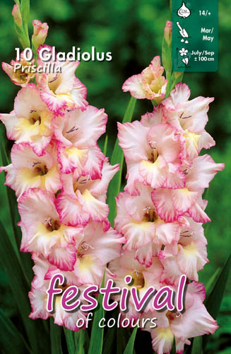 Gladiol 'Priscilla'