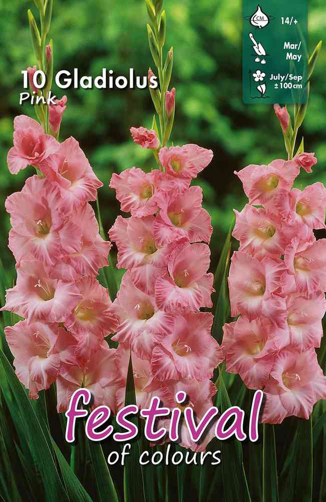 Gladiol rosa