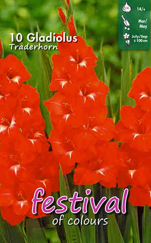 Gladiol 'Traderhorn'