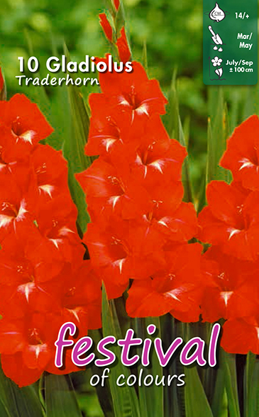 Gladiol 'Traderhorn'