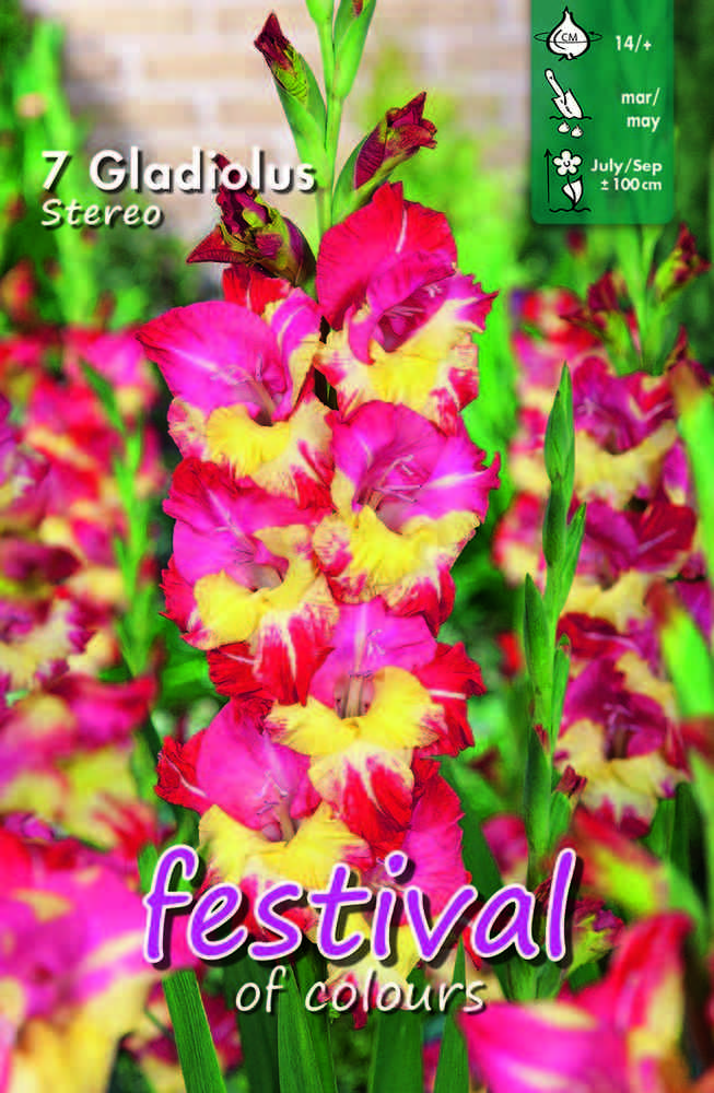 Gladiol 'Stereo'