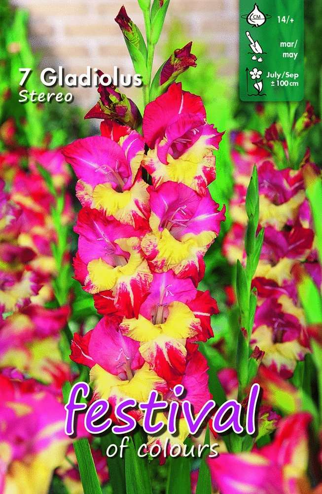 Gladiol 'Stereo'