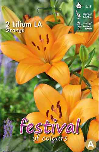 Lilja LA hybridi 'Orange'