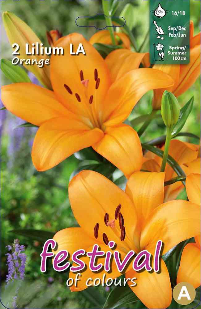 Lilja LA hybrid 'Orange'