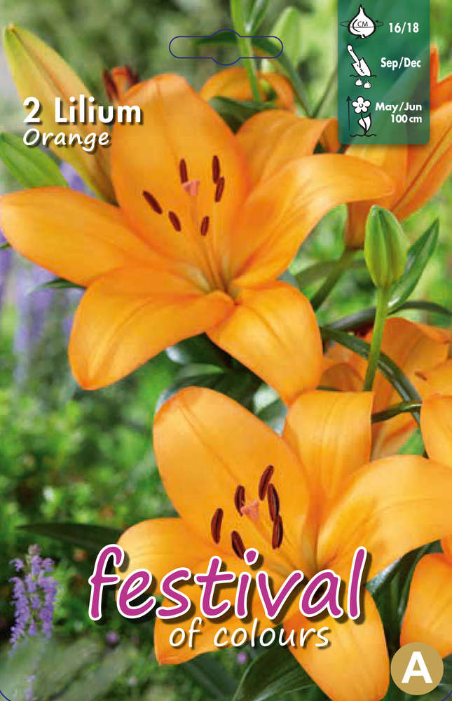 Lilja LA hybrid 'Orange'