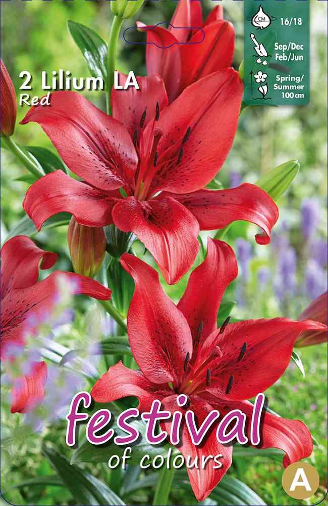 Lilja LA hybrid 'Asiatique Red'