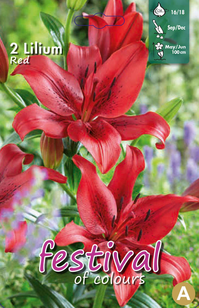 Lilja LA hybrid 'Asiatique Red'