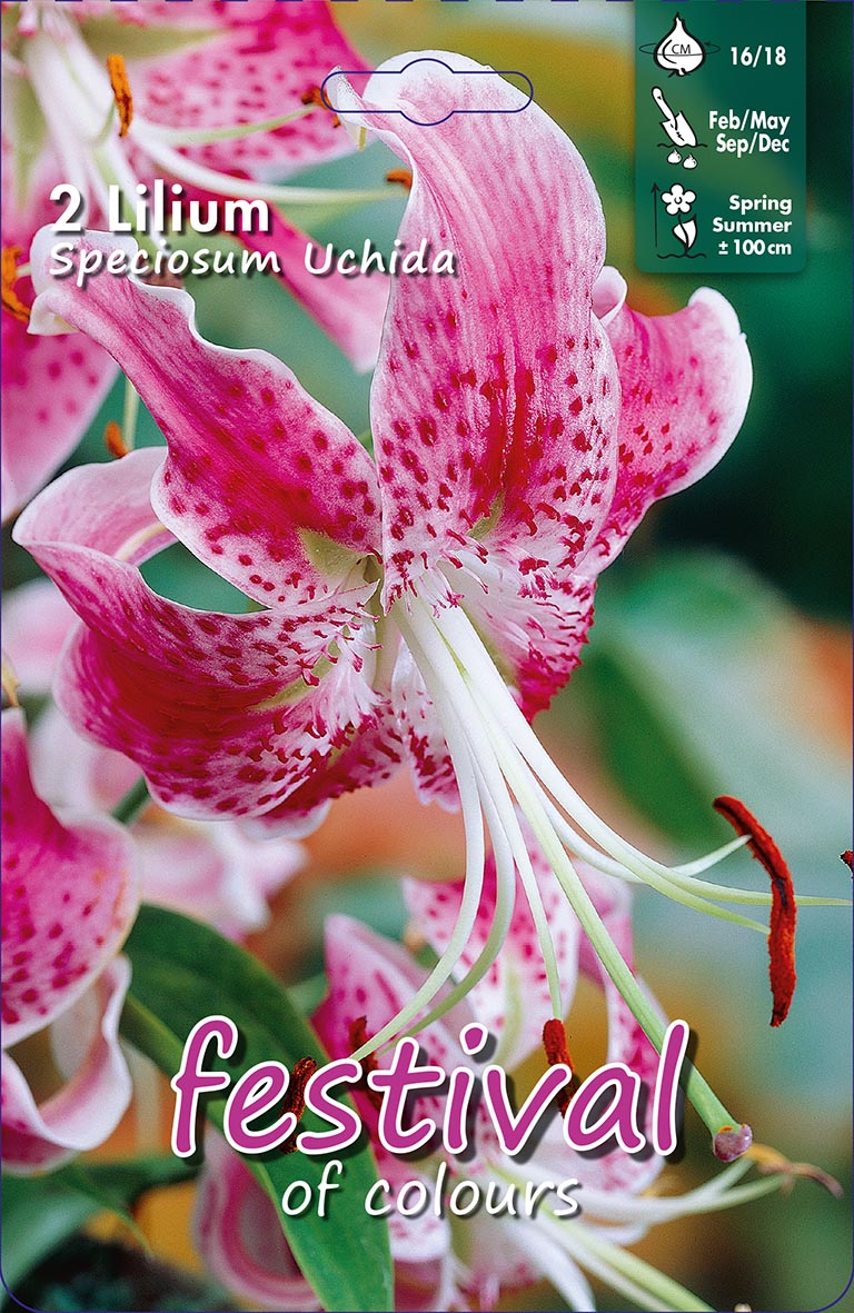 Praktlilja 'Uchida'